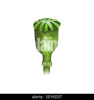 Capule de pavot vert avec un disque couronne distinctif. Illustration botanique aquarellée dans un style réaliste. Illustration pour l'emballage, la pharmacie, l'agriculture, les projets éducatifs et de jardinage Banque D'Images