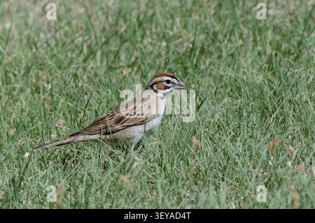 Lark Sparrow, Chondestes grammacus Banque D'Images