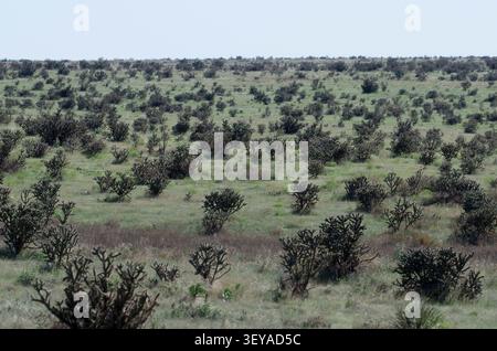 Arbre Cholla, Cylindropuntia imbricata, champ Banque D'Images