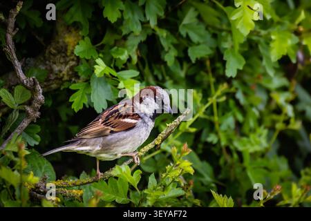 Un portrait rapproché d'un moineau de maison perché attentivement au milieu de feuilles vertes luxuriantes et de lierre Banque D'Images