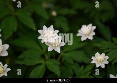 Gros plan sur Anemone nemorosa 'Vestale' avec d'élégantes fleurs blanches doubles fleurissant dans un jardin boisé ombragé au printemps. Banque D'Images