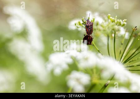 Deux insectes de bouclier rayés rouges et noirs reposent sur des bourgeons de fleurs vertes dans une lumière naturelle douce avec un fond flou. Banque D'Images