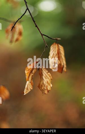Feuilles brunes sèches sur une branche dans la nature Banque D'Images