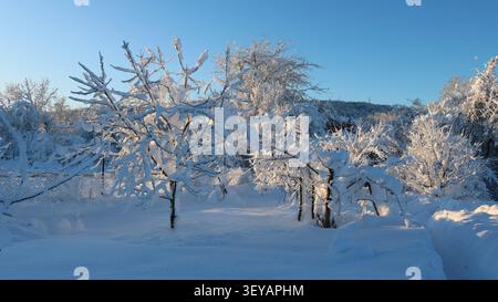 jardin enneigé par un matin ensoleillé lumineux. Les branches des arbres et des arbustes du jardin sont couvertes de neige blanche et moelleuse, et de profondes dérives Banque D'Images