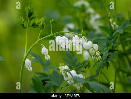 Gros plan de fleurs à coeur blanc saignant (Lamprocapnos spectabilis 'Alba') qui arquent gracieusement sur des tiges élégantes dans un jardin printanier luxuriant. Banque D'Images