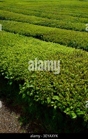 Buisons de thé vert alignées avec un chemin de terre sur une plantation de thé, île de Jeju, Corée du Sud, vertical Banque D'Images