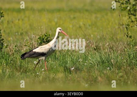 Une cigogne marche gracieusement à travers un champ verdoyant rempli d'herbe et de fleurs sauvages. Le soleil brille, mettant en valeur l'incroyable prouesse de l'oiseau Banque D'Images