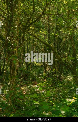Une vue à travers une forêt boisée dense et luxuriante en Cornouailles, montrant un feuillage vert abondant, des troncs d'arbres couverts de mousse et des vignes suspendues Banque D'Images
