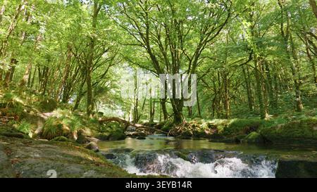 L'eau claire et à débit rapide coule en cascade sur des roches couvertes de mousse dans un cadre forestier tempéré dense. Golitha Falls, Cornouailles, Royaume-Uni Banque D'Images