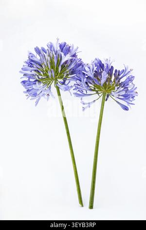 Agapanthus, Lys Africain, Lily du Nil fleurissent sur fond blanc Banque D'Images