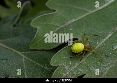 Araignée Araniella cucurbitina avec un abdomen vert citron brillant et des points noirs sur une feuille verte. Gros plan, mise au point sélective, arrière-plan flou naturel Banque D'Images
