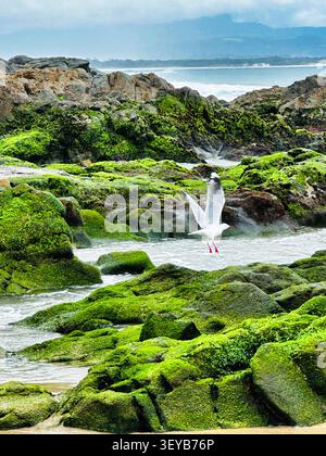 Vue aérienne d'une mouette en vol au-dessus de rochers couverts de mousse le long de la côte à Byron Bay, Nouvelle-Galles du Sud, Australie. Banque D'Images
