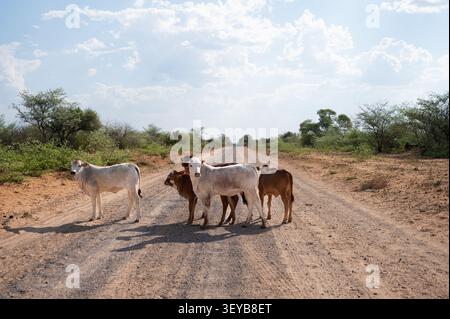 Jeunes veaux taureaux debout sur un chemin de terre dans un paysage aride, curieux troupeau de bovins dans le Botswana rural Banque D'Images