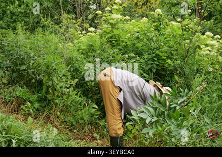 Femme en chapeau de paille Weeding un jardin avec une faucille Banque D'Images