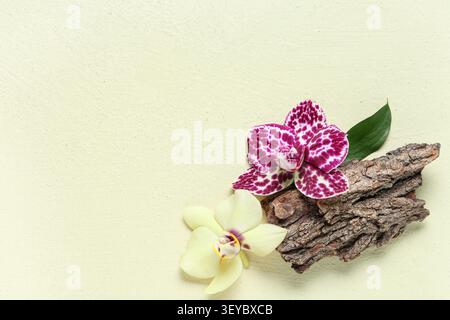 Deux orchidées avec écorce et feuille verte sur fond beige Banque D'Images