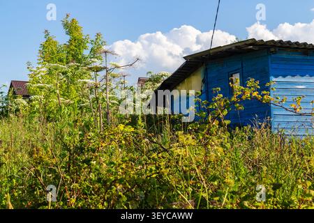 Envahi par les buissons Sosnovsky toxiques d'aspersion près d'une cabane en bois bleu abandonnée dans un jardin russe rural, paysage d'été sauvage négligé avec de Banque D'Images