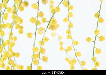 Mimosa horizontal macro gros plan de fleurs moelleuses jaunes sur des branches isolées sur fond blanc propre Banque D'Images