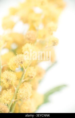 Mimosa vertical macro Extreme Selective Focus gros plan de la tête de fleur de printemps jaune moelleux Banque D'Images