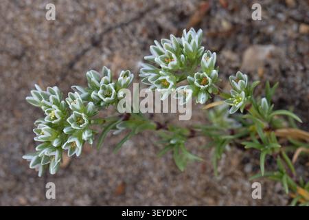 Fleurs vivace de Knawel (Scleranthus perennis) Norfolk juillet 2026 Banque D'Images
