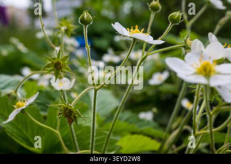 Gros plan de fleurs blanches de fraises sauvages et de bourgeons verts sur des tiges poilues. Idéal pour la photographie de jardin de printemps, les macroétudes botaniques et le texte de la nature Banque D'Images