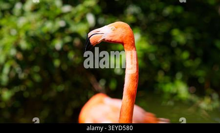 Flamingo debout à l'extérieur dans un habitat naturel Banque D'Images