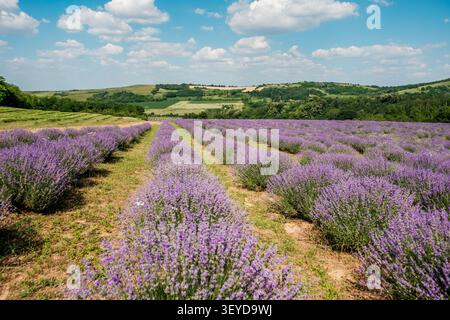 Vue d'un champ de lavande vibrant en pleine floraison avec des collines ondulantes en arrière-plan sous un ciel bleu avec des nuages blancs à Novi Sad, Voïvodine, Serbie. Banque D'Images