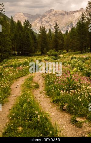 Chemin à travers un champ rempli de fleurs dans les montagnes par une journée nuageuse Banque D'Images