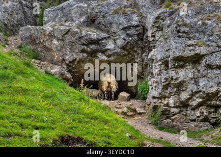 Moutons abrités dans une grotte à Cave Dale, Castleton, Derbyshire, GB Banque D'Images