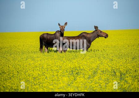 Deux orignaux sont debout dans un champ de canola par une journée ensoleillée Banque D'Images