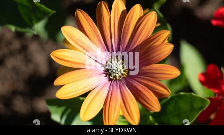 Fleur de marguerite africaine violette et orange éclatante en gros plan dans le jardin Banque D'Images