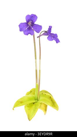 Papillons à grandes fleurs - Pinguicula grandiflora Banque D'Images