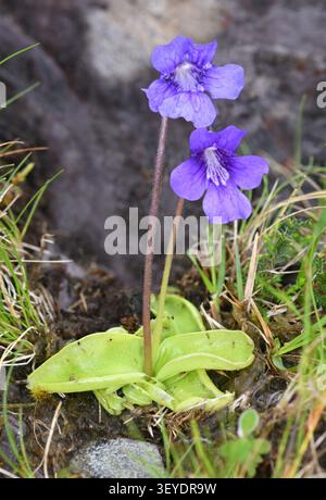 Papillons à grandes fleurs - Pinguicula grandiflora Banque D'Images