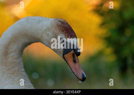 Gros plan Portrait d'un cygne blanc nageant sur l'eau bleu profond avec bec détaillé Banque D'Images