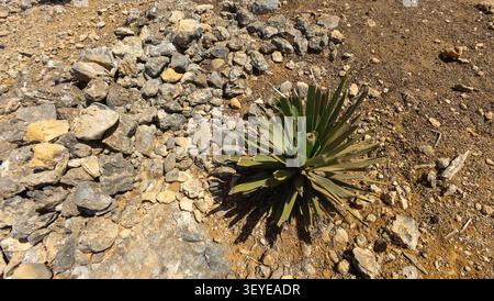 Plante du désert vert épi poussant parmi les roches et le sol sec en plein soleil, montrant un paysage aride rude et de survie naturelle dans un extérieur éloigné Banque D'Images