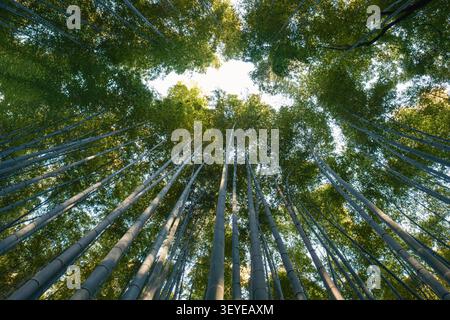 Prise de vue créative en contre-plongée regardant droit vers le haut un cercle dense de jeunes bambous imposants s'élevant dans le ciel, Kyoto, Japon Banque D'Images