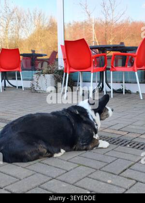 Fidèle chien gallois Corgi Cardigan attendant patiemment dans une terrasse de café en plein air un chien gallois noir et blanc Corgi Cardigan repose dans une pose d'attente sur le BR Banque D'Images