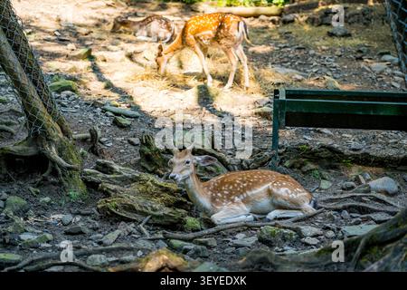 jeunes cerfs en jachère dans la forêt se reposant sur une journée ensoleillée dans les bois européens, la faune dans la nature Banque D'Images