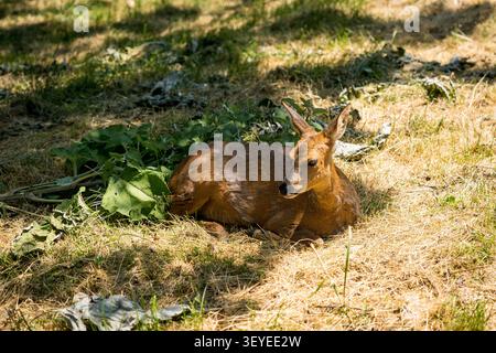 Cerf rosé, capreolus capreouls, jeune animal reposant sur l'herbe dans les bois de près, faune dans la nature Banque D'Images