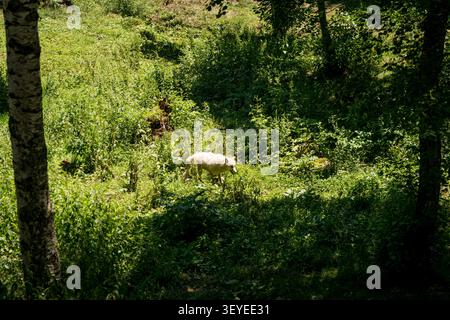 Loup blanc du Nord-Ouest canadien (Canis lupus occidentalis), faune sauvage dans une forêt par une journée ensoleillée Banque D'Images