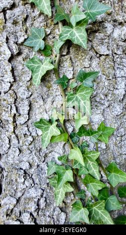 Gros plan de l'écorce d'arbre naturelle avec grimpant Ivy dans la nature suisse Banque D'Images