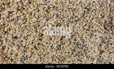 Germes de mungo frais à la texture croquante et à la couleur naturelle, couramment utilisés dans la cuisine asiatique pour les sautés, les soupes, les salades et les repas sains. Banque D'Images