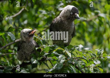 Jeune jackdaw occidental mendiant aux côtés d'un adulte Banque D'Images
