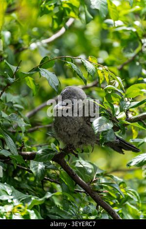 Jackdaw occidental naissant caché parmi les feuilles vertes Banque D'Images