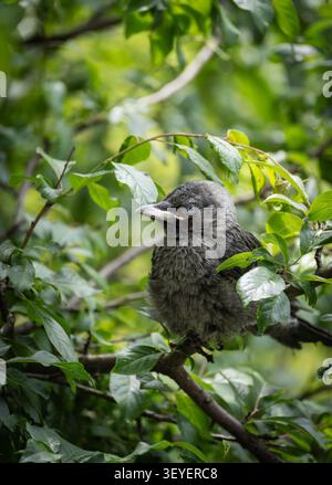 Jackdaw occidental naissant perché parmi les feuilles Banque D'Images