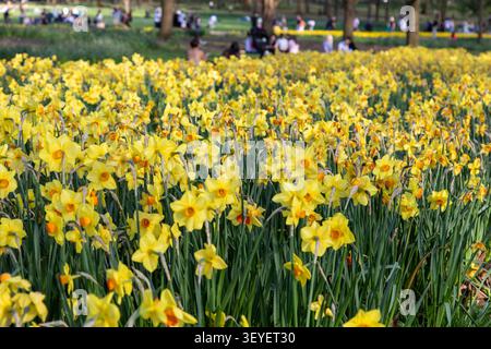 Un nuage de jonquilles à œil de faisan dans le Green Park, un parc royal à Londres, Royaume-Uni Banque D'Images