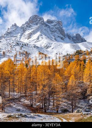 Sommets montagneux couverts de neige s'élevant au-dessus de la vibrante forêt de mélèzes d'automne dans la vallée de Claree. Début de l'hiver dans les Hautes-Alpes, Alpes françaises, France Banque D'Images