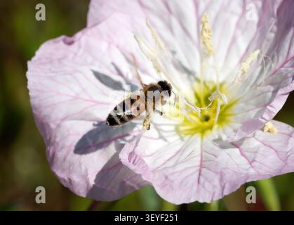 Abeille occidentale, Europäische Honigbiene, abeille européenne, Apis mellifera, háziméh, Hongrie, Budapest, Magyarprszág, Europe Banque D'Images