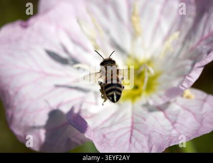 Abeille occidentale, Europäische Honigbiene, abeille européenne, Apis mellifera, háziméh, Hongrie, Budapest, Magyarprszág, Europe Banque D'Images
