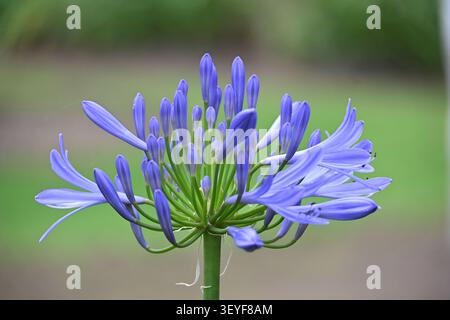 Gros plan d'une fleur violette d'Agapanthus (lis africain) en fleurs dans les jardins historiques de l'Hacienda Pinsaquí, Équateur. Banque D'Images