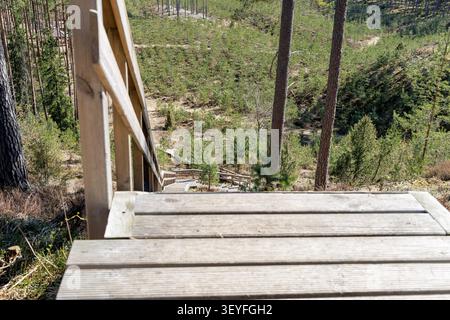 Une perspective à la première personne du haut d'un escalier en bois menant vers le bas d'une colline escarpée dans une vallée luxuriante remplie de jeunes pins. Banque D'Images